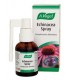 Echinacea Spray