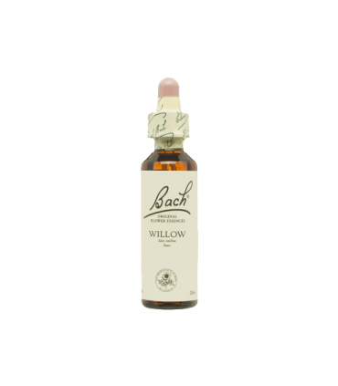 BACH WILLOW