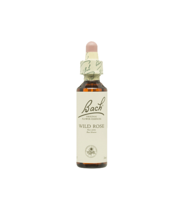 BACH WILD ROSE