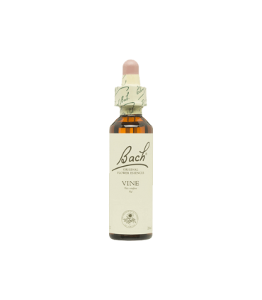 BACH VINE