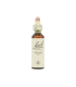 Flores De Bach Vervain (Verbena)