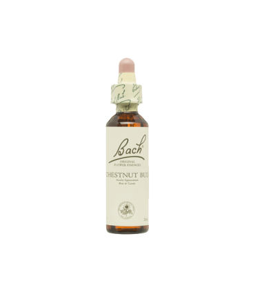 Chestnut Bud (Brote de Castaño) 20 ml